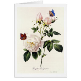 Rosa Bengale - Pierre Joseph Redote.