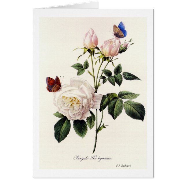 Rosa Bengale - Pierre Joseph Redote. (正面)