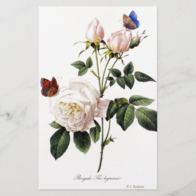 Rosa Bengale - Pierre Joseph Redote. (正面)