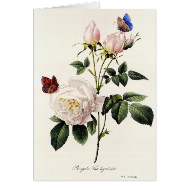 Rosa Bengale - Pierre Joseph Redote. (正面)