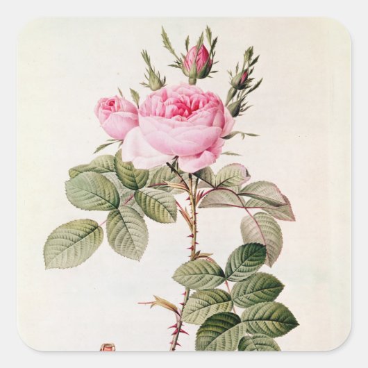 Rosa Bifera Officinalis、「Lesバラ」より スクエアシール (正面)