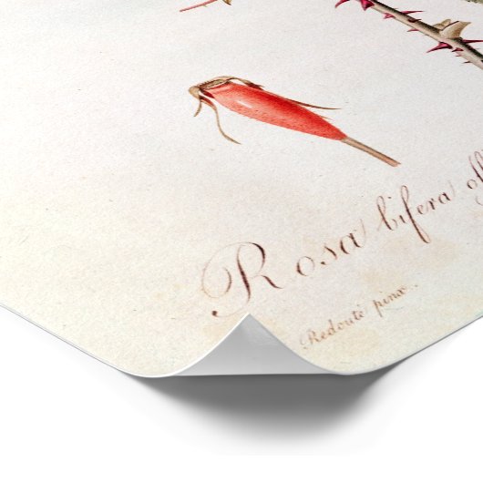 Rosa Bifera Officinalis、「Lesバラ」より ポスター (角)