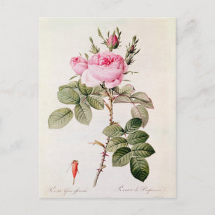 Rosa Bifera Officinalis、「Lesバラ」より ポストカード
