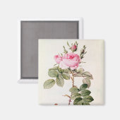 Rosa Bifera Officinalis、「Lesバラ」より マグネット (正面/裏面)