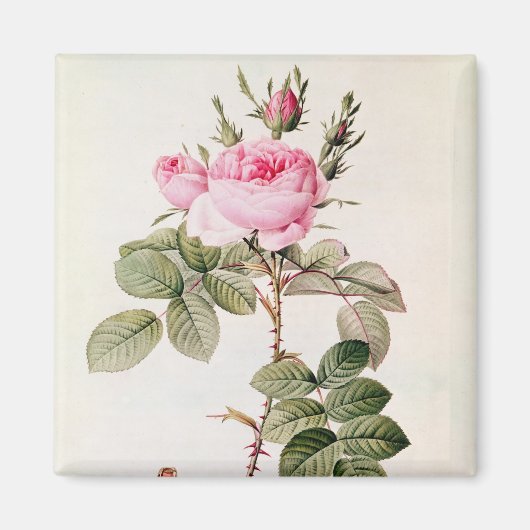 Rosa Bifera Officinalis、「Lesバラ」より マグネット (正面)