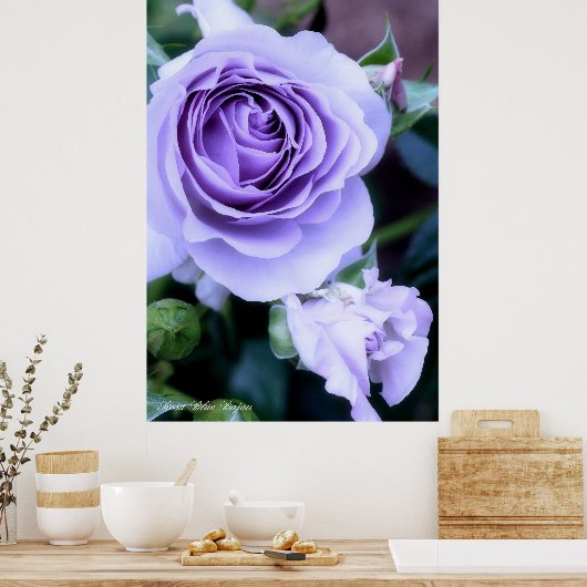 Rosa Blue Bajou ポスター (キッチン)