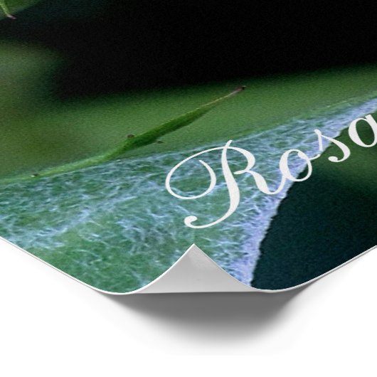 Rosa Blue Bajou ポスター (角)