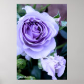 Rosa Blue Bajou ポスター (正面)