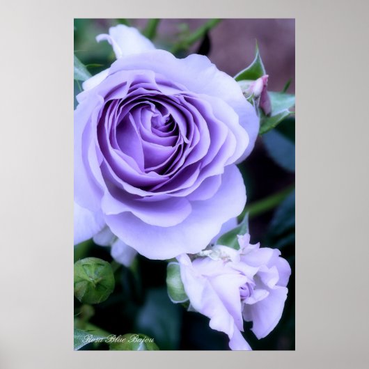 Rosa Blue Bajou ポスター (正面)