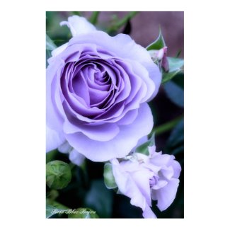 Rosa Blue Bajou ポスター