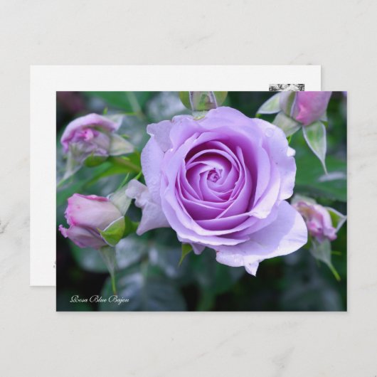 Rosa Blue Bajou ポストカード (正面/裏面)