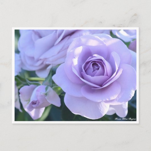Rosa Blue Bajou ポストカード (正面)