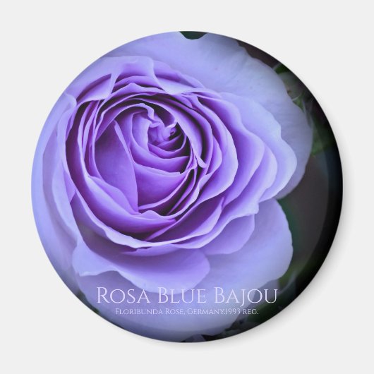 Rosa Blue Bajou マグネット (正面)