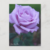 Rosa Blue Moon [Postcard] ポストカード (正面)