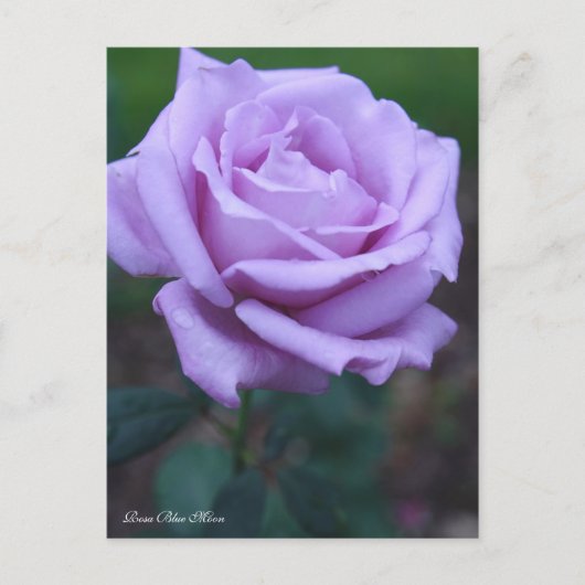 Rosa Blue Moon [Postcard] ポストカード (正面)