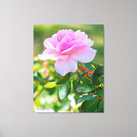 Rosa Bonica '82 キャンバスプリント (正面)