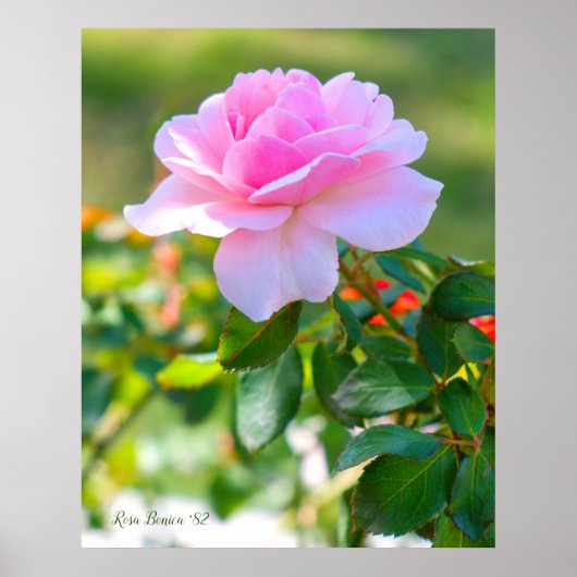 Rosa Bonica '82 ポスター (正面)
