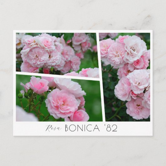  Rosa Bonica '82 ポストカード (正面)
