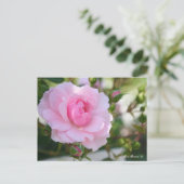 Rosa Bonica '82 ポストカード (スタンド正面)