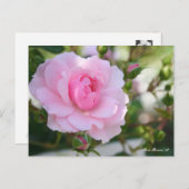 Rosa Bonica '82 ポストカード (正面/裏面)