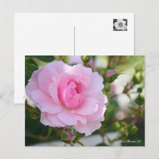 Rosa Bonica '82 ポストカード (正面/裏面)
