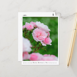 Rosa Bonica '82 ポストカード