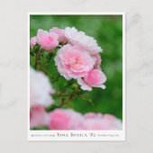 Rosa Bonica '82 ポストカード (正面)