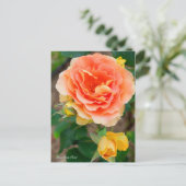 Rosa Brass Band [Postcard] ポストカード (スタンド正面)