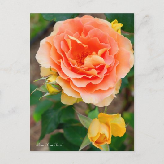 Rosa Brass Band [Postcard] ポストカード (正面)