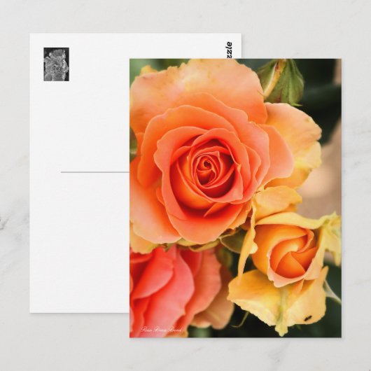 Rosa Brass Band:Postcard ポストカード (正面/裏面)