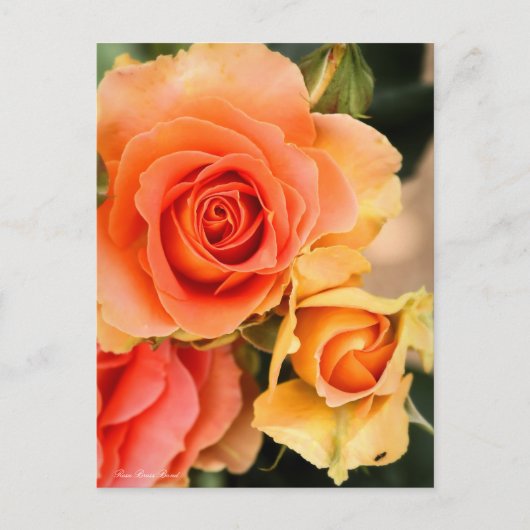 Rosa Brass Band：Postcard ポストカード (正面)