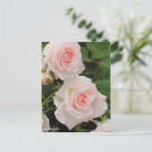 Rosa Bridal Pink ポストカード (スタンド正面)
