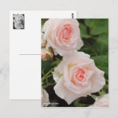 Rosa Bridal Pink ポストカード (正面/裏面)