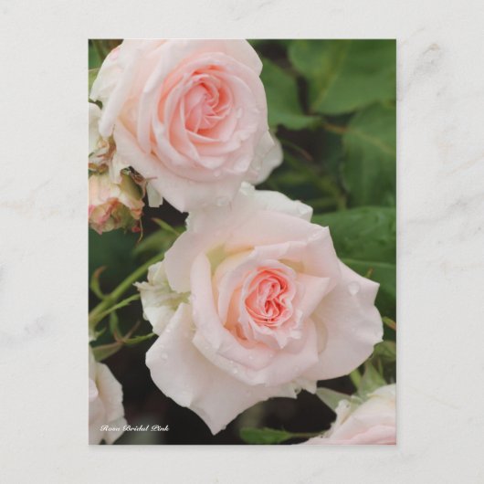 Rosa Bridal Pink ポストカード (正面)