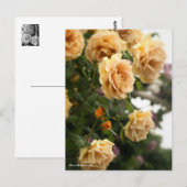 Rosa Butterscotch ポストカード (正面/裏面)