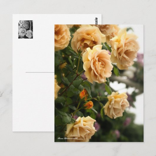 Rosa Butterscotch ポストカード (正面/裏面)