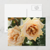 Rosa Butterscotch ポストカード (正面/裏面)