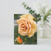 Rosa Butterscotch:Postcard ポストカード (スタンド正面)