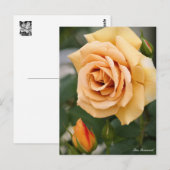 Rosa Butterscotch:Postcard ポストカード (正面/裏面)