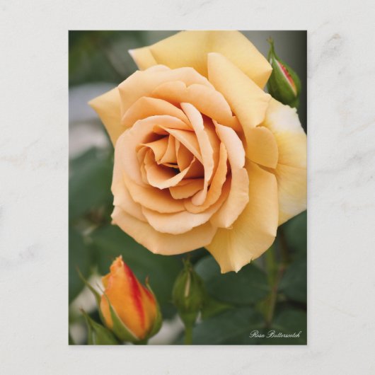 Rosa Butterscotch:Postcard ポストカード (正面)
