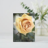 Rosa Butterscotch：Postcard ポストカード (スタンド正面)