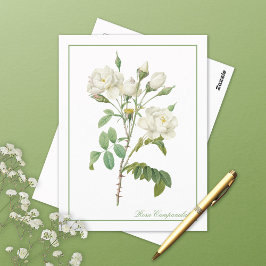 Rosa Campanulata Illustration Redoute Postcard ポストカード