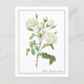 Rosa Campanulata Illustration Redoute Postcard ポストカード (正面)
