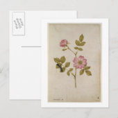 Rosa Canina - DogroseとCaterpillar (鉛筆&w/ ポストカード (正面/裏面)