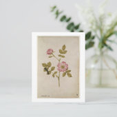 Rosa Canina - DogroseとCaterpillar (鉛筆&w/ ポストカード (スタンド正面)