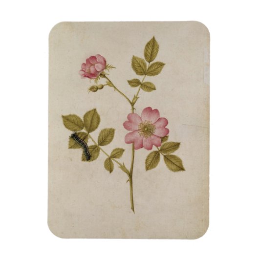 Rosa Canina - DogroseとCaterpillar (鉛筆&w/ マグネット (縦)