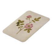 Rosa Canina - DogroseとCaterpillar (鉛筆&w/ マグネット (左側)