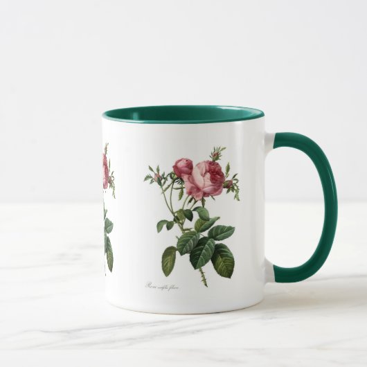 Rosa centifolia foliacea マグカップ (右)