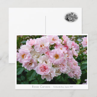 Rosa Cerezo ポストカード