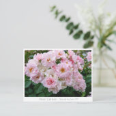 Rosa Cerezo ポストカード (スタンド正面)